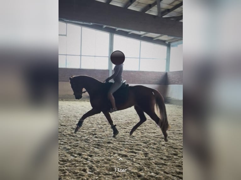 Hannover Giumenta 4 Anni 161 cm Sauro in Olfen