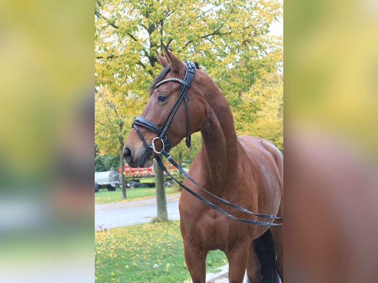 Hannover Giumenta 4 Anni 162 cm Baio in Springe