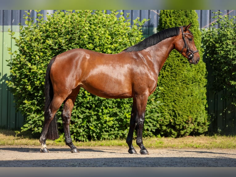 Hannover Giumenta 4 Anni 162 cm Baio in Tespe