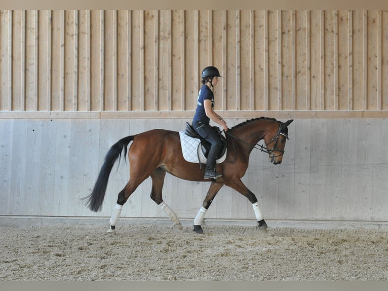 Hannover Giumenta 4 Anni 162 cm Baio in Wellheim