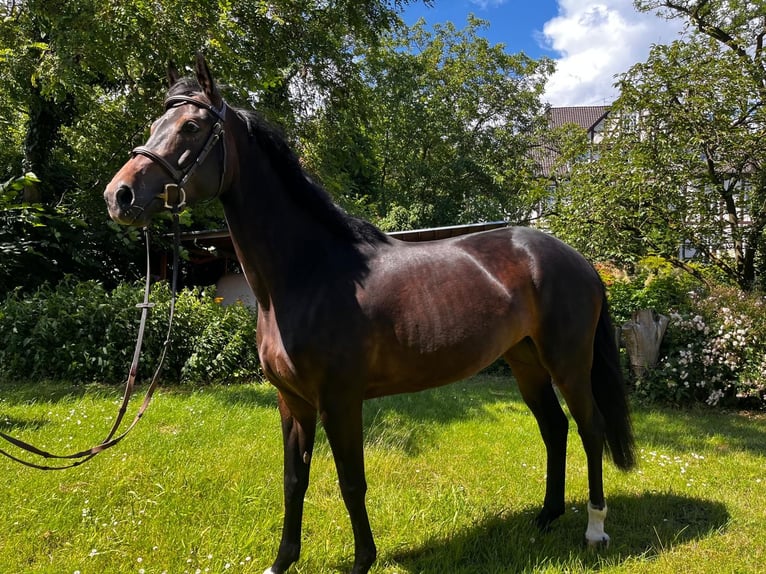 Hannover Giumenta 4 Anni 162 cm Baio scuro in Neustadt am Rübenberge