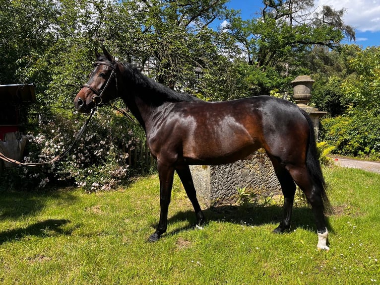 Hannover Giumenta 4 Anni 162 cm Baio scuro in Neustadt am Rübenberge