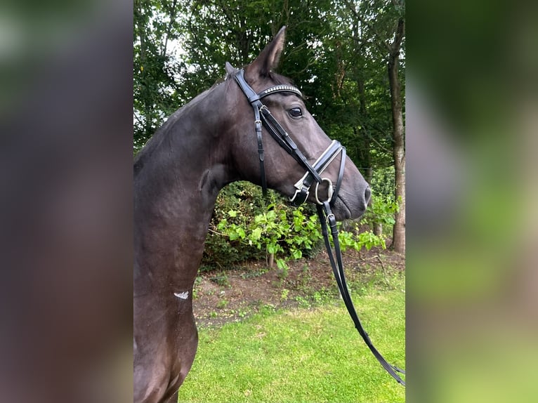 Hannover Giumenta 4 Anni 162 cm Morello in Nordhorn