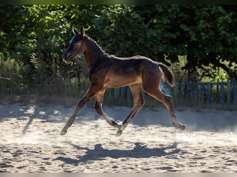 Hannover Giumenta 4 Anni 162 cm Morello in Krak&#xF3;w