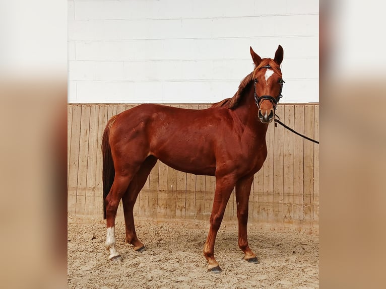 Hannover Giumenta 4 Anni 162 cm Sauro in Barenburg