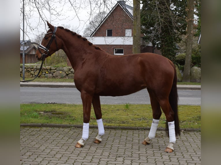 Hannover Giumenta 4 Anni 162 cm Sauro in Fredenbeck