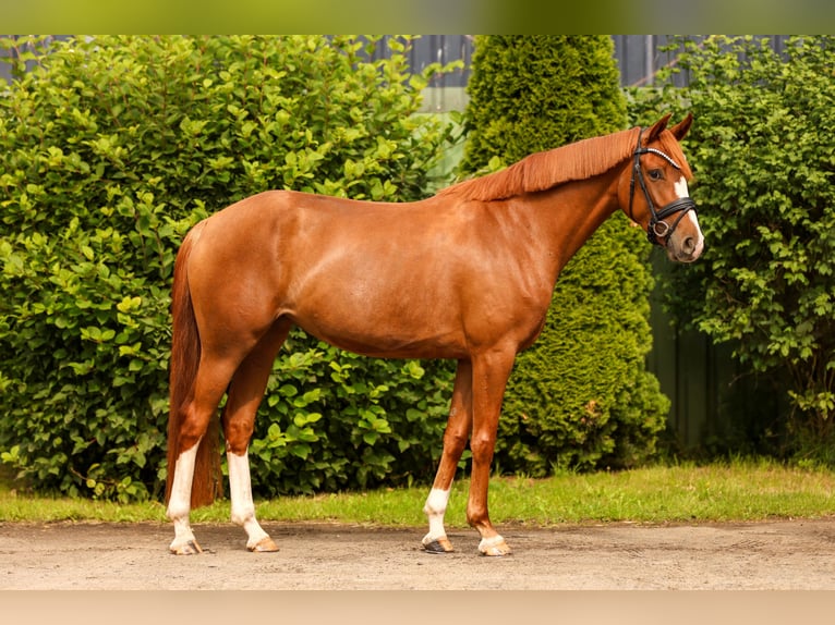 Hannover Giumenta 4 Anni 162 cm Sauro in Tespe