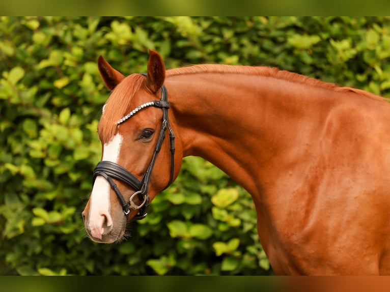 Hannover Giumenta 4 Anni 162 cm Sauro in Tespe