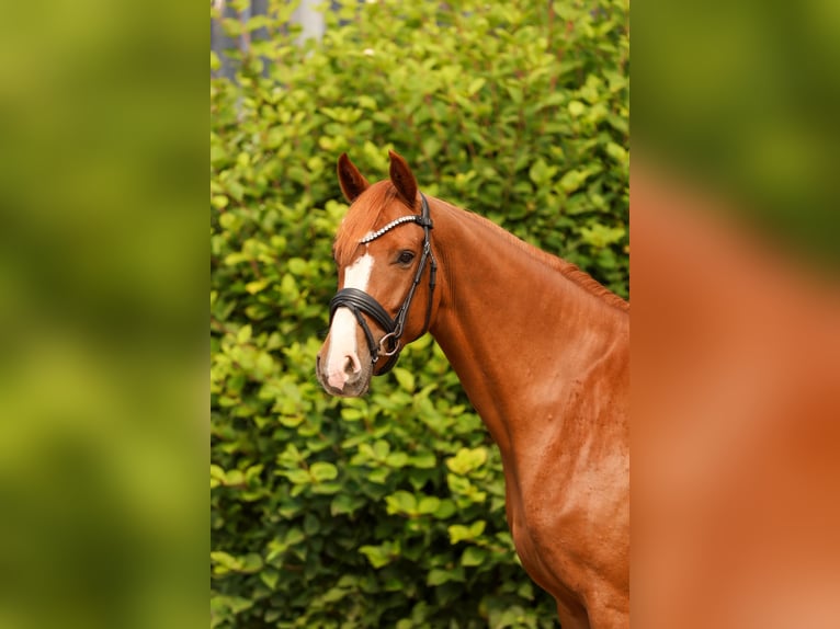 Hannover Giumenta 4 Anni 162 cm Sauro in Tespe