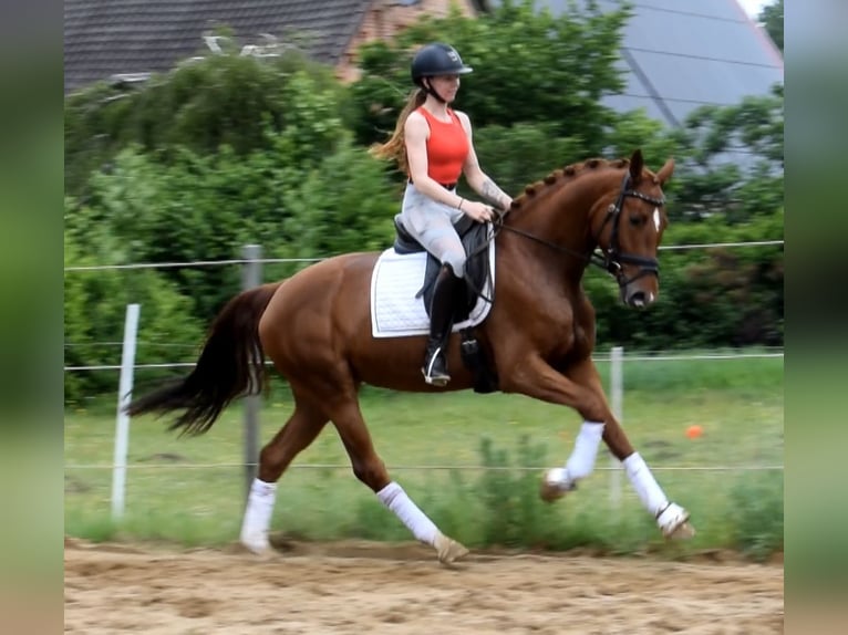 Hannover Giumenta 4 Anni 162 cm Sauro in Fredenbeck