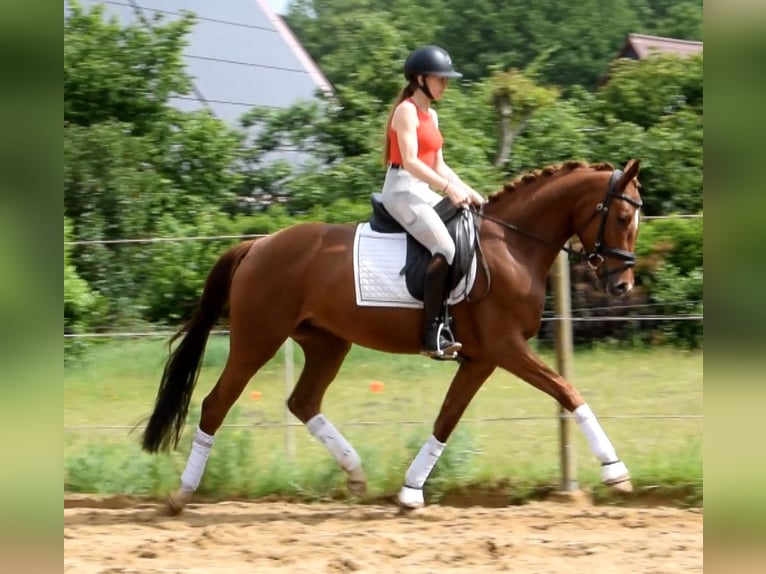 Hannover Giumenta 4 Anni 162 cm Sauro in Fredenbeck