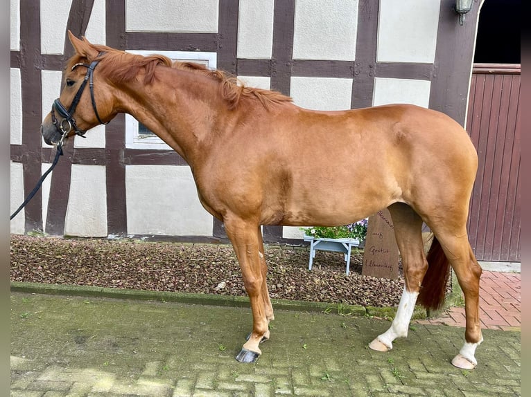 Hannover Giumenta 4 Anni 162 cm Sauro in EngerEnger