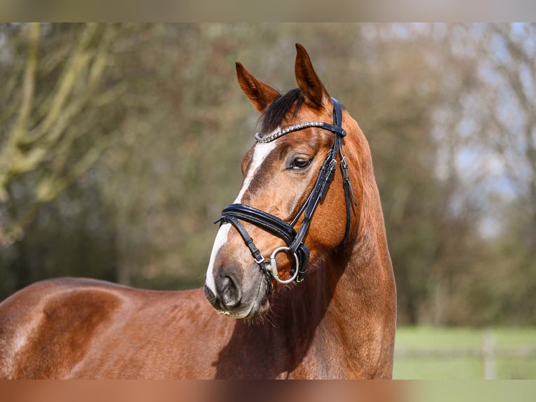 Hannover Giumenta 4 Anni 162 cm Sauro scuro in Riedstadt