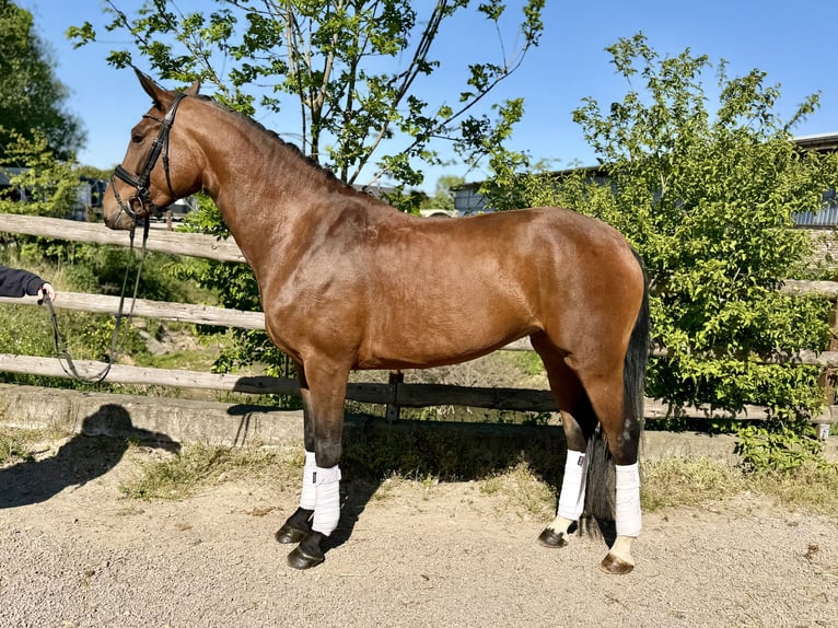 Hannover Giumenta 4 Anni 163 cm Baio in Grevenbroich