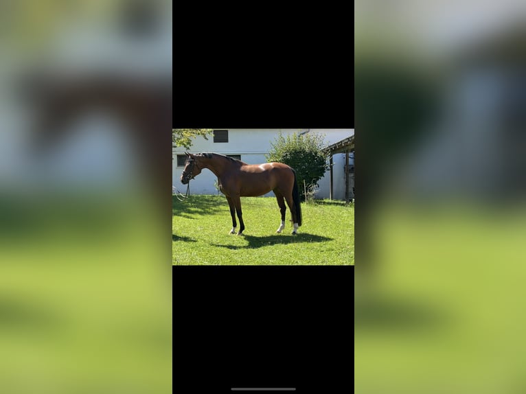Hannover Giumenta 4 Anni 163 cm Baio in RiedRied