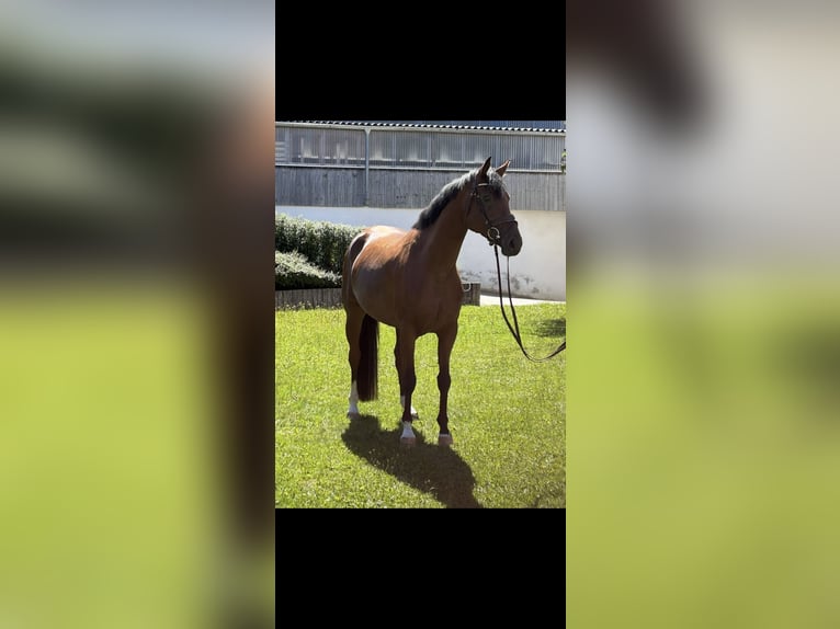 Hannover Giumenta 4 Anni 163 cm Baio in RiedRied