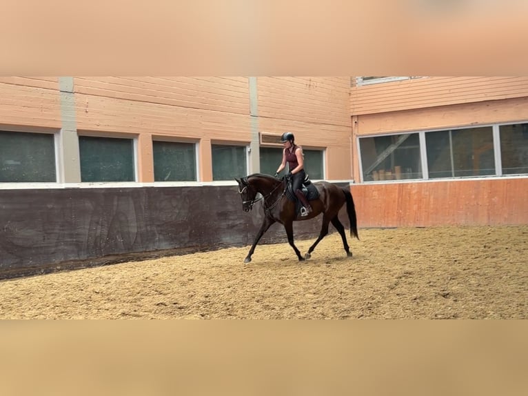 Hannover Giumenta 4 Anni 163 cm Baio scuro in Windhagen