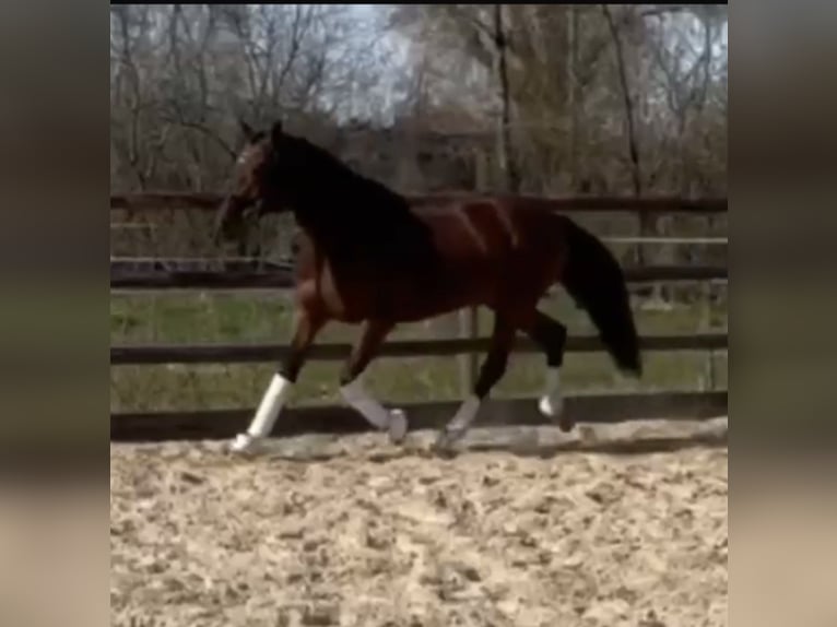Hannover Giumenta 4 Anni 163 cm Baio scuro in Hamm