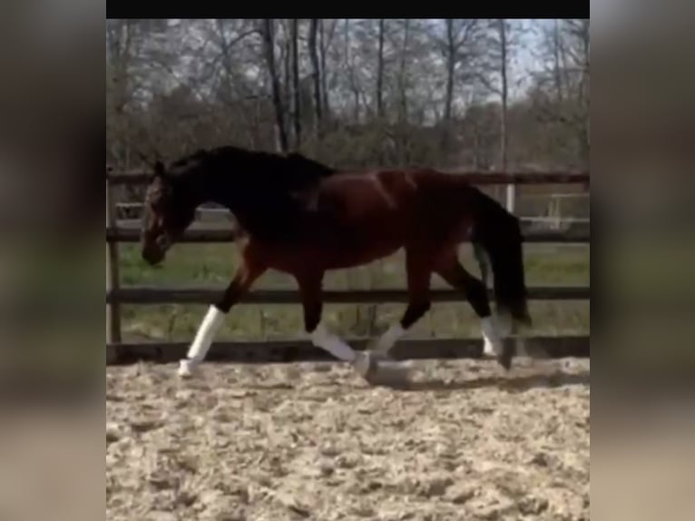Hannover Giumenta 4 Anni 163 cm Baio scuro in Hamm