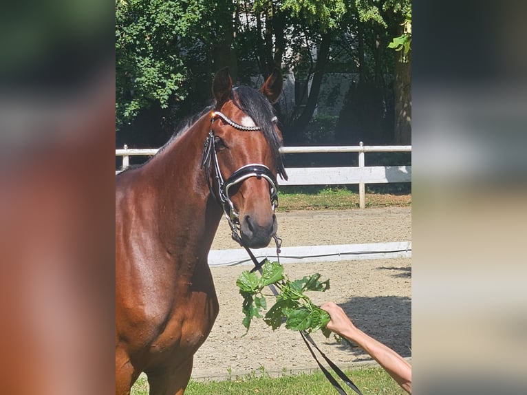 Hannover Giumenta 4 Anni 163 cm Baio scuro in Hamm