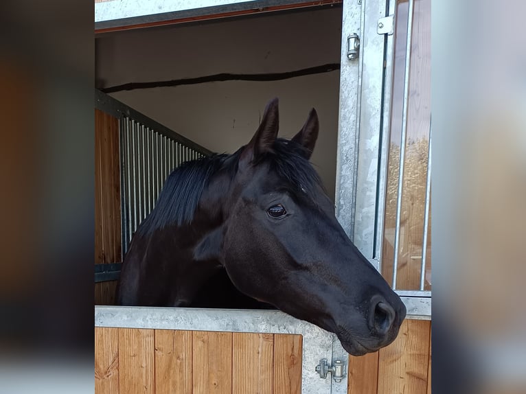 Hannover Giumenta 4 Anni 163 cm Morello in Amstetten