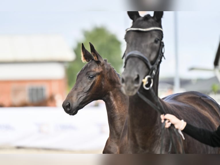 Hannover Giumenta 4 Anni 163 cm Morello in Krak&#xF3;w