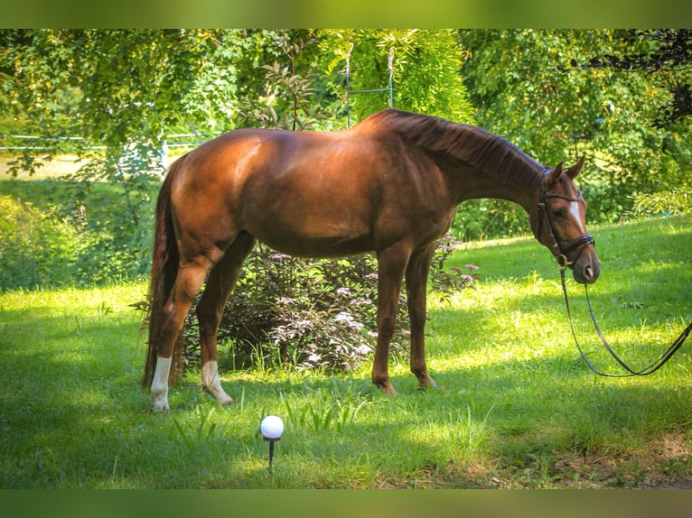 Hannover Giumenta 4 Anni 163 cm Sauro in Kefferhausen