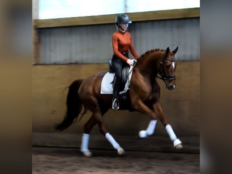 Hannover Giumenta 4 Anni 163 cm Sauro in Fredenbeck