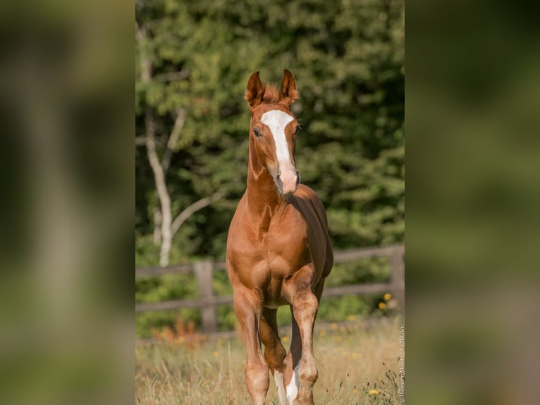 Hannover Giumenta 4 Anni 163 cm Sauro in Le pian médoc