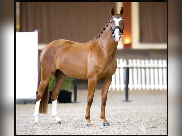 Hannover Giumenta 4 Anni 163 cm Sauro in Le pian médoc