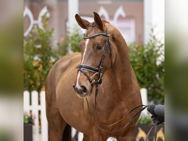 Hannover Giumenta 4 Anni 163 cm Sauro in Verden