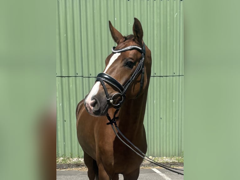 Hannover Giumenta 4 Anni 163 cm Sauro scuro in Niederkassel