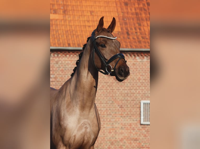 Hannover Giumenta 4 Anni 163 cm Sauro scuro in Nottuln