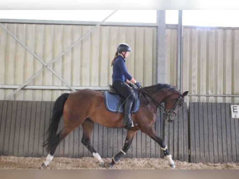 Hannover Giumenta 4 Anni 164 cm Baio in Löhnberg