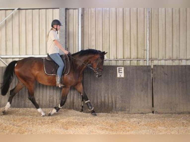 Hannover Giumenta 4 Anni 164 cm Baio in Löhnberg