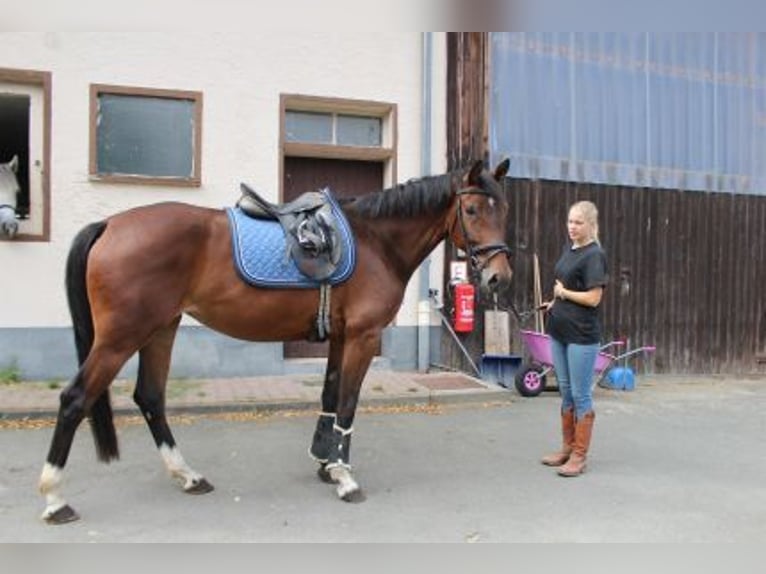 Hannover Giumenta 4 Anni 164 cm Baio in Löhnberg