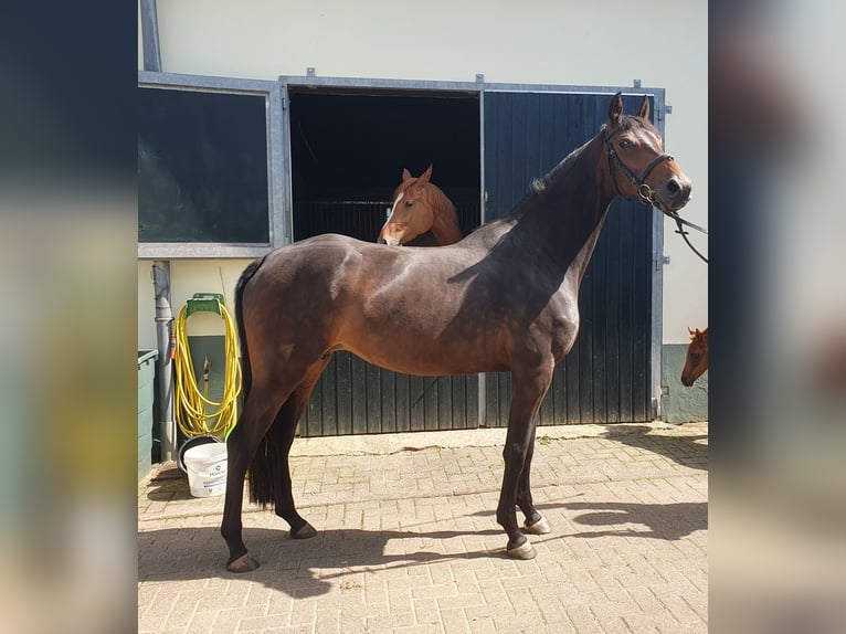 Hannover Giumenta 4 Anni 164 cm Baio in Wächtersbach