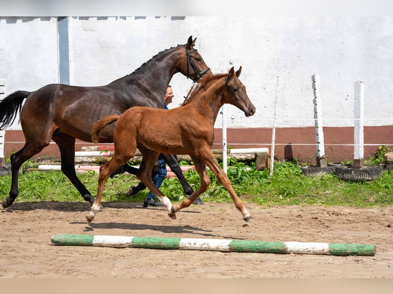 Hannover Giumenta 4 Anni 164 cm Baio in Wächtersbach