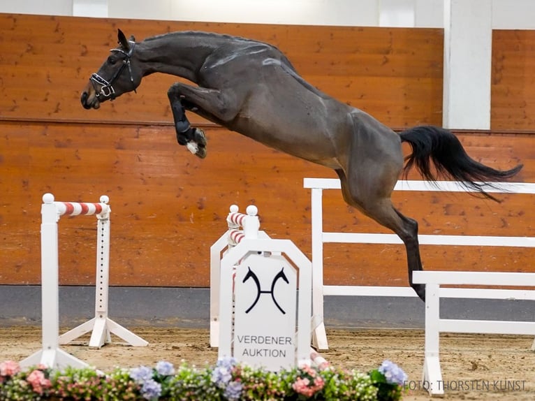 Hannover Giumenta 4 Anni 164 cm Baio in Verden