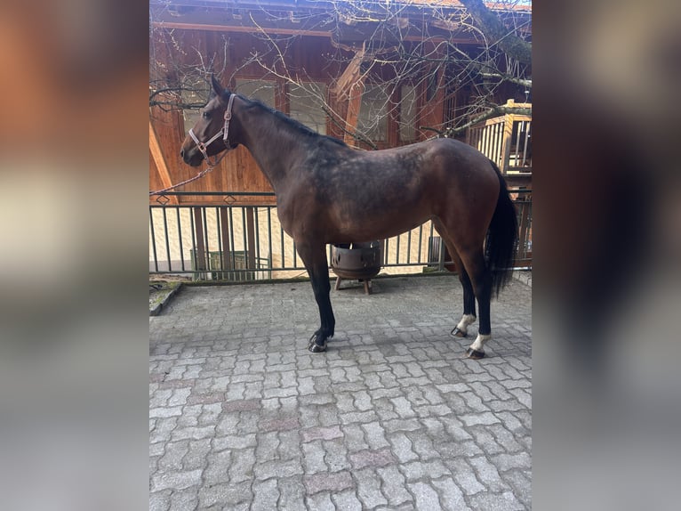 Hannover Giumenta 4 Anni 164 cm Baio in Zell am Moos