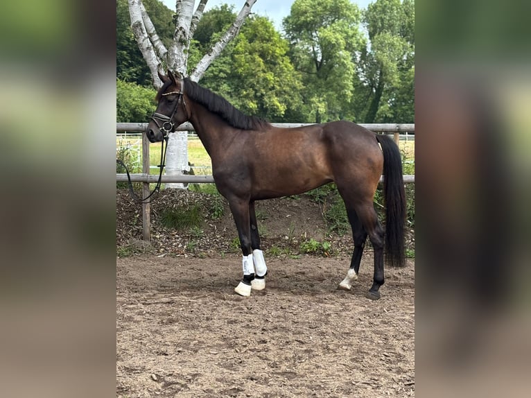 Hannover Giumenta 4 Anni 164 cm Baio nero in Kölln-Reisiek