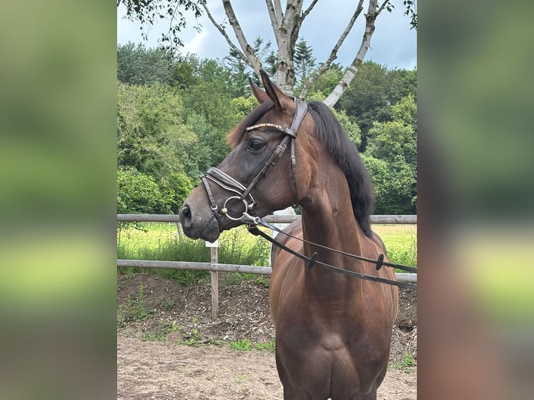 Hannover Giumenta 4 Anni 164 cm Baio nero in Kölln-Reisiek