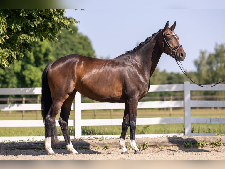 Hannover Giumenta 4 Anni 164 cm Baio scuro in Bassum