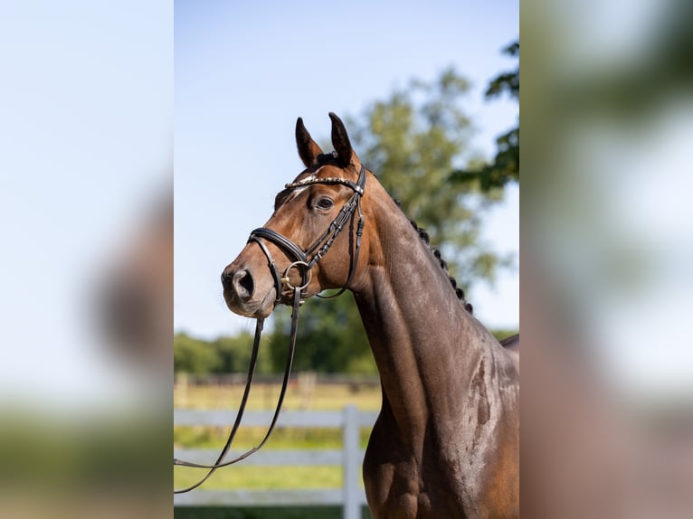Hannover Giumenta 4 Anni 164 cm Baio scuro in Bassum