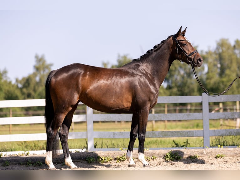 Hannover Giumenta 4 Anni 164 cm Baio scuro in Bassum