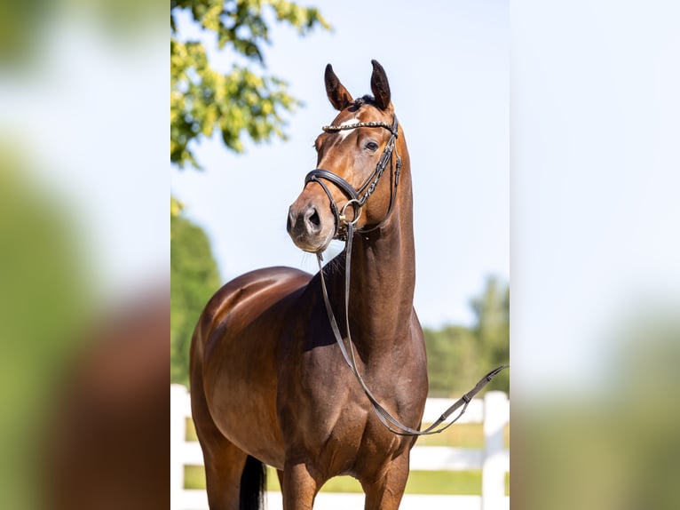 Hannover Giumenta 4 Anni 164 cm Baio scuro in Bassum