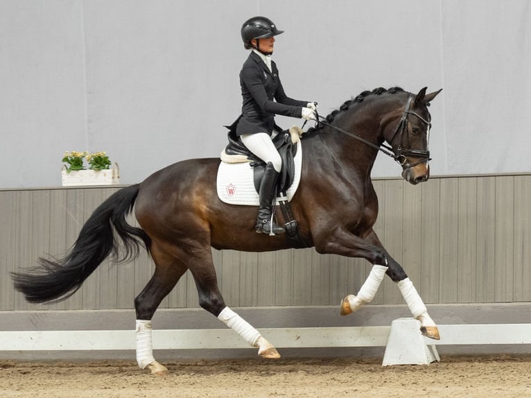 Hannover Giumenta 4 Anni 164 cm Baio scuro in Münster-Handorf
