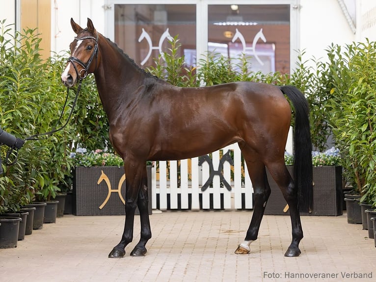 Hannover Giumenta 4 Anni 164 cm Baio scuro in Verden