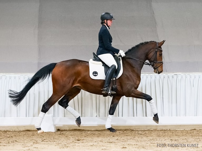 Hannover Giumenta 4 Anni 164 cm Baio scuro in Verden