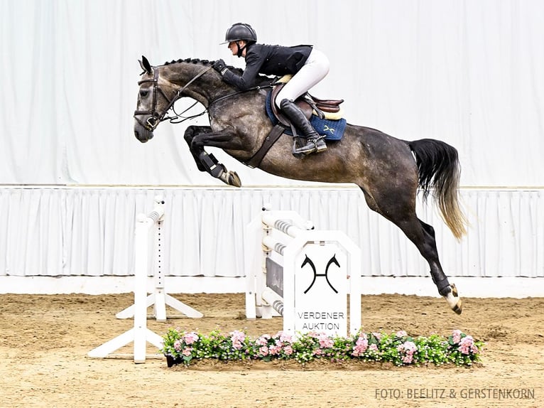 Hannover Giumenta 4 Anni 164 cm Baio scuro in Verden